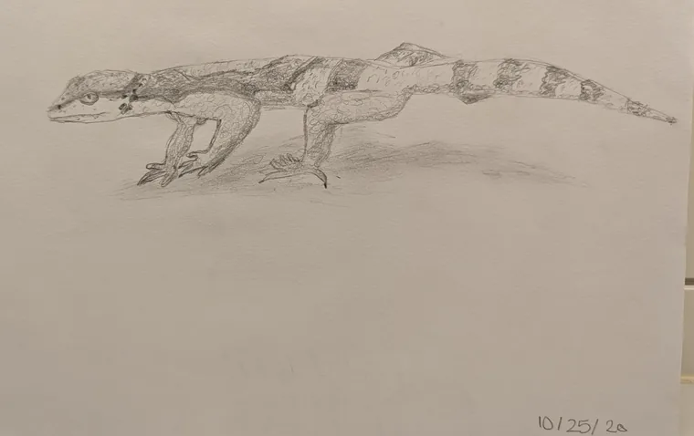 Resting Gecko, graphite by Wills McFadden