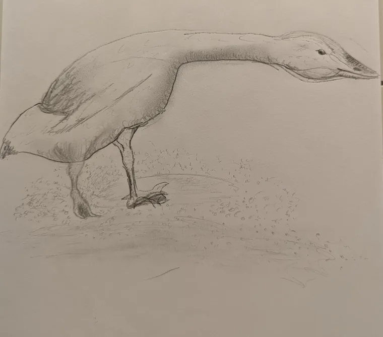 Goose in Stride, graphite by Wills McFadden