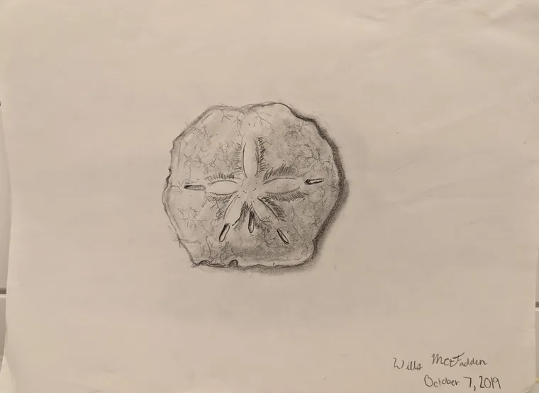 Sand Dollar Star, graphite by Wills McFadden